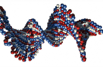 Первичная структура молекулы белка, заданная последовательностью нуклеотидов